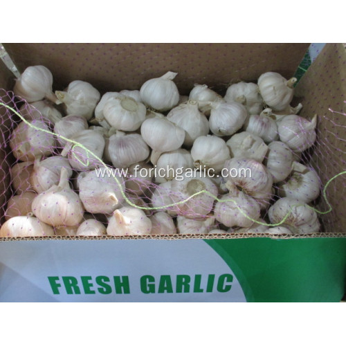 Crop 2020 Fresh Normal Garlic